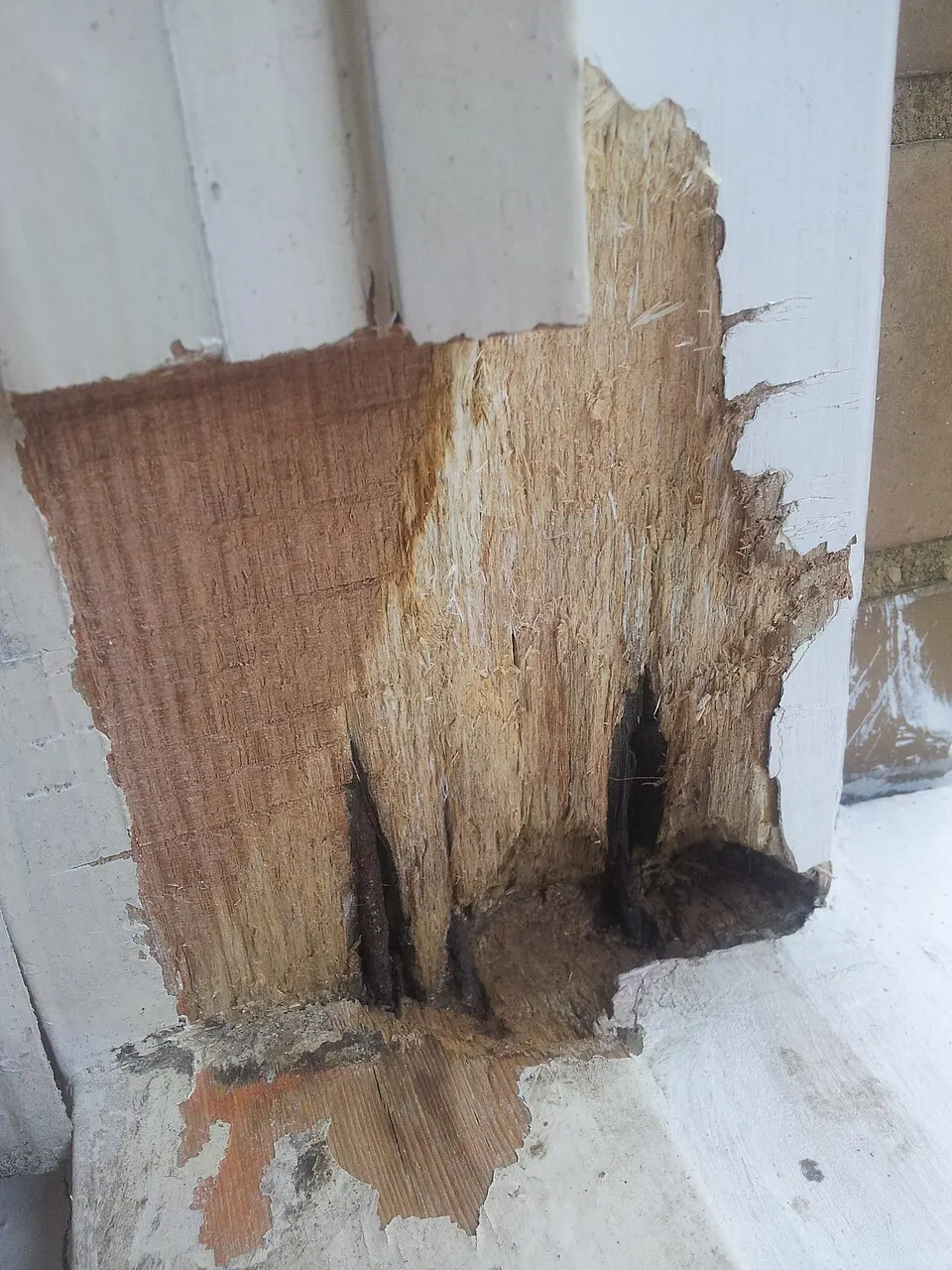 Rotted wood at the base of white painted trim
